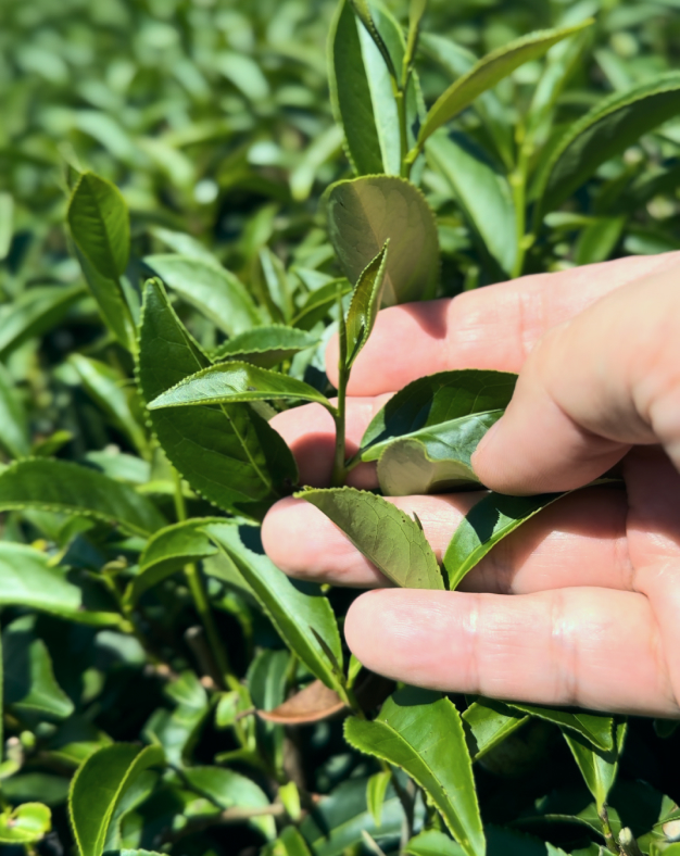 手摘みの茶葉